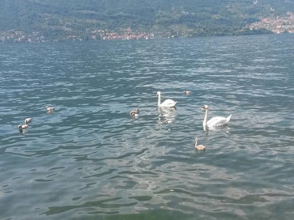 Appartamento Vista Lago - Betta Lezzeno Buitenkant foto