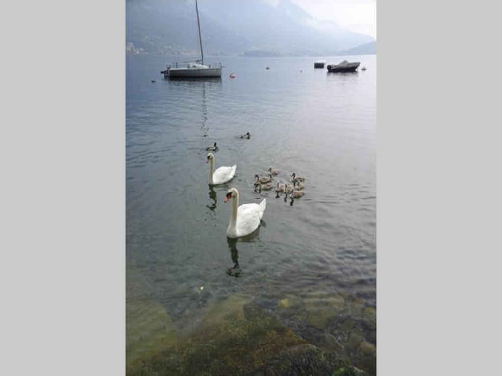 Appartamento Vista Lago - Betta Lezzeno Buitenkant foto